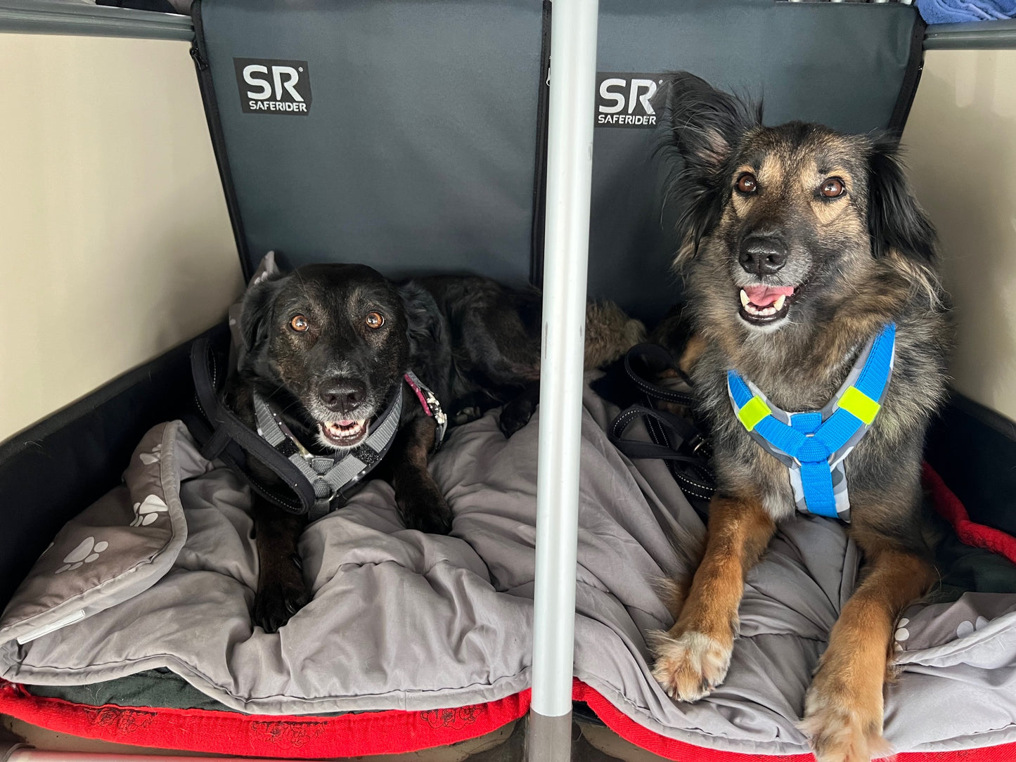 Saferider Protektor für den Hundetransport L
